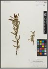 Foto von Salix arbusculoides Andersson